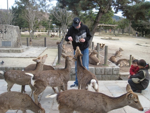 Cool deer