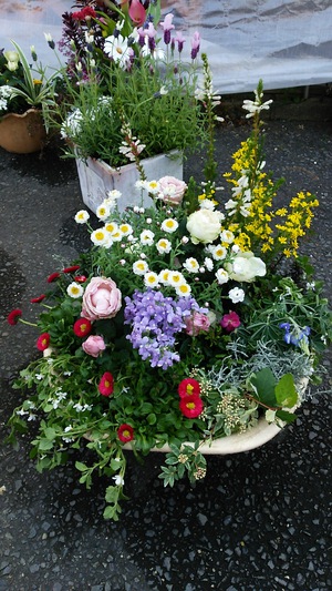 寄せ植え教室