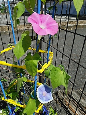 寄せ植え教室　7月の会