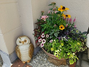 寄せ植え教室　7月の会