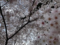 【桜】びわ湖をまとう