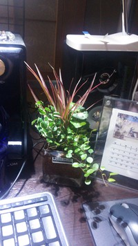 模様替えと一緒に。 2014/01/19 23:14:25