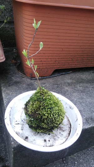 【苔玉】2日目。