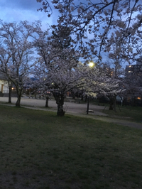 花見で一杯。 2016/04/02 20:20:23