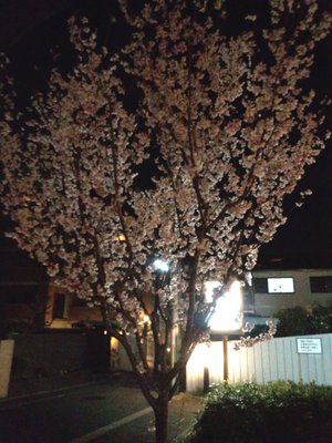 夜桜・・・