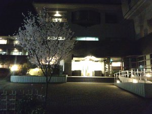 夜桜・・・