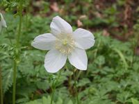 遊々観察会下見での花さん達