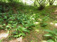 金剛山行　④
