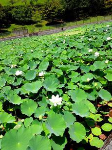 夏の陶芸の森