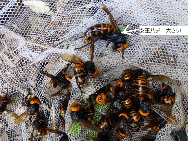 スズメバチの巣を見つけたら？対処法と巣の見分け方、予防方法を解説