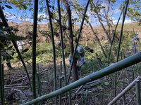 11/28 野洲川自然の森整備活動　駐車場整備、竹伐採