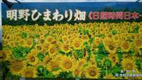 サンフラワーフェス（明野）