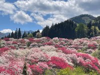 花桃の里へ行ってきました！