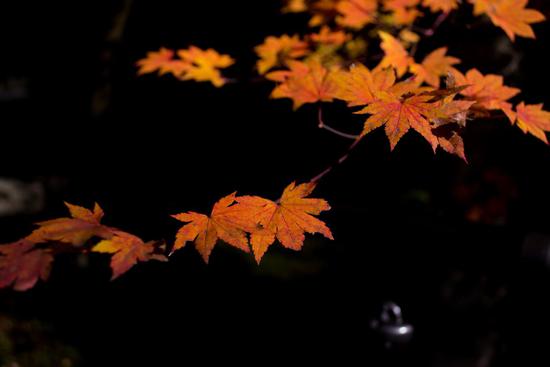 四季を感じる紅葉の写真。
