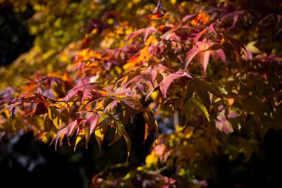 四季を感じる紅葉の写真。
