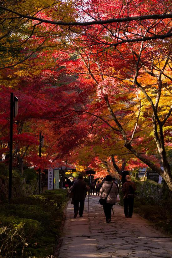 四季を感じる紅葉の写真。