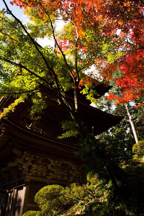 四季を感じる紅葉の写真。
