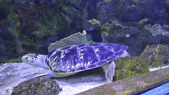 水族館