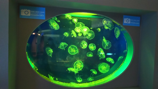 水族館の続き・・・