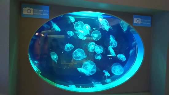 水族館の続き・・・