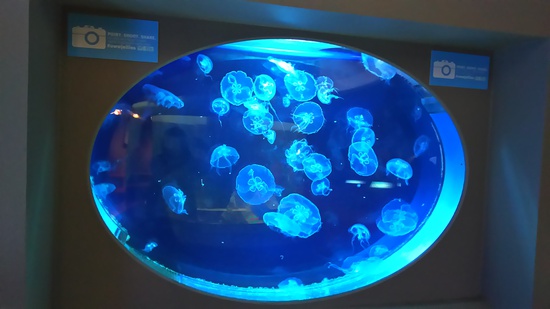 水族館の続き・・・