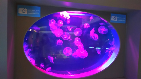 水族館の続き・・・