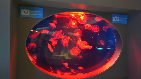 水族館の続き・・・