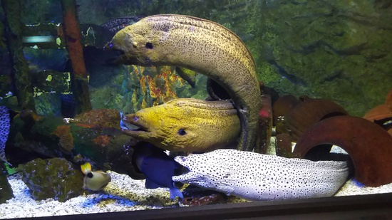水族館