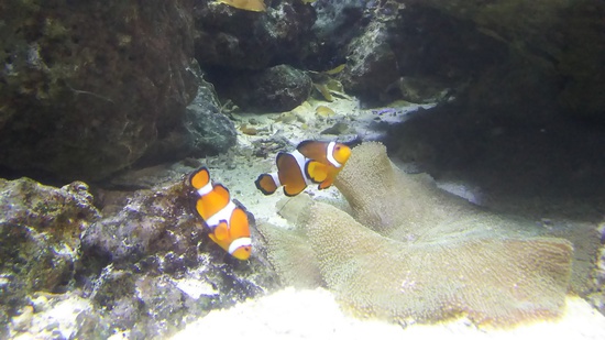 水族館