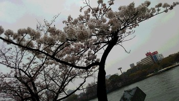 大阪の造幣局の桜