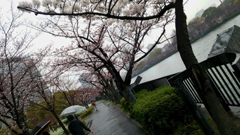 大阪の造幣局の桜