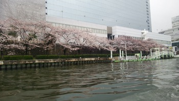 大阪の造幣局の桜