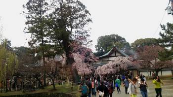 氷室神社　シダレザクラ