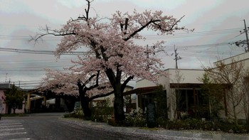 いせとう★さくら