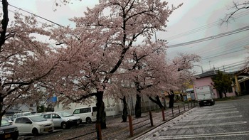 いせとう★さくら