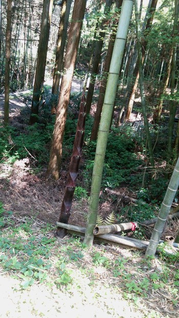 たけのこ掘り＆バーベキュー