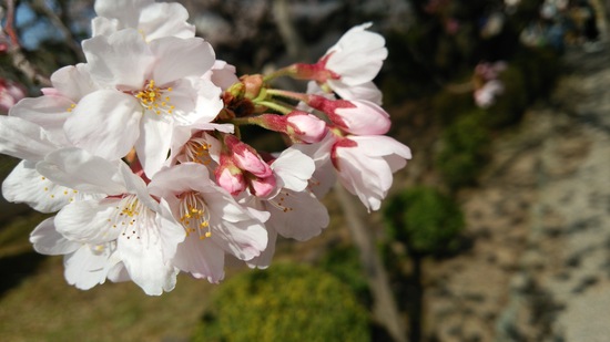 桜