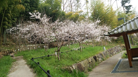 桜