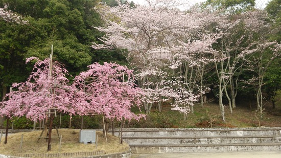 桜