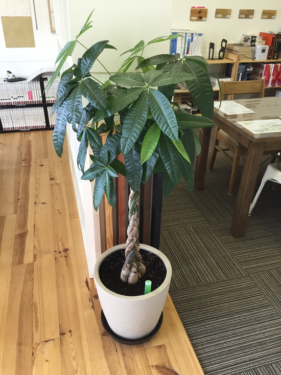 事務所の観葉植物たち④