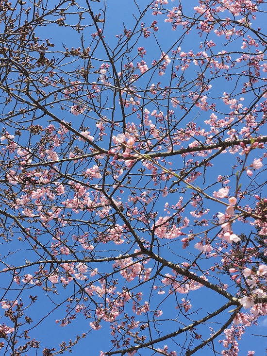 もうすっかり春ですね