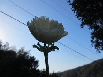 おてきち見聞録 風の花