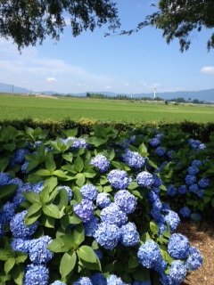 守山市 まちづくり会社 みらいもりやま２１ もりやま芦刈園に行って来ました