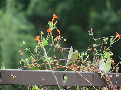 昨日は植物園に～