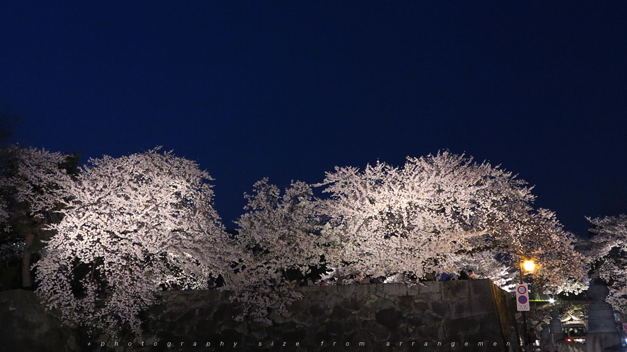 彦根城の桜ライトアップ [G1X] illuminated cherry blossoms japan