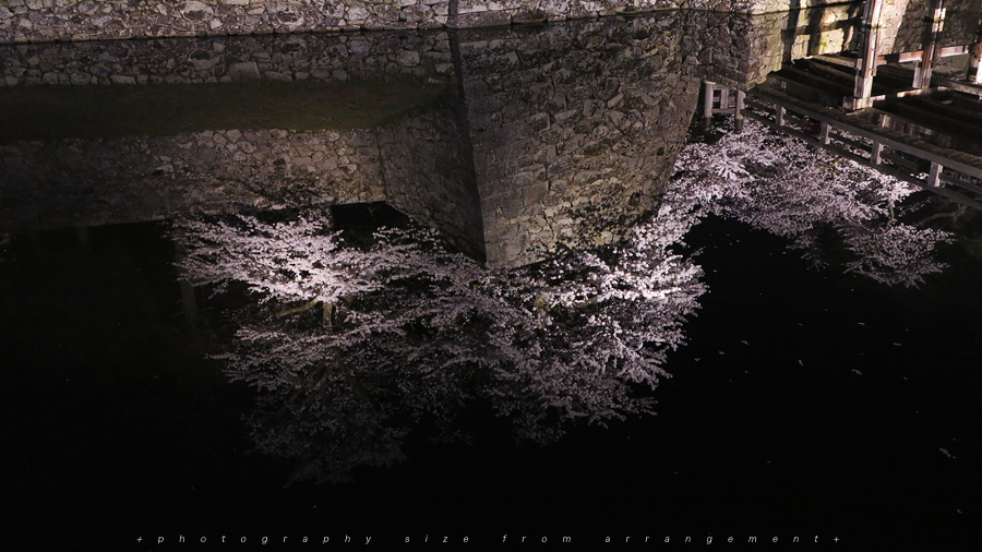彦根城の桜ライトアップ [G1X] illuminated cherry blossoms japan