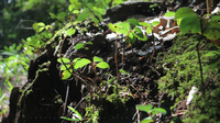 G1Xで散歩しながら... / photo of walk in forest 2014/10/07 12:25:16