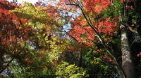 滋賀・甲賀市 大池寺・紅葉 [G1X] japanese temple Fall colors @shiga-pref. 2014/11/10 23:52:09