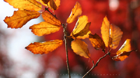 秋の散歩コース[kiss DN]japanese temple Fall colors 2014/11/19 16:02:16