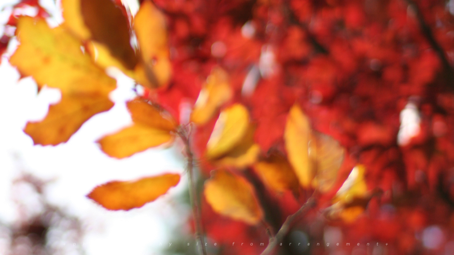 秋の散歩コース[kiss DN]japanese temple Fall colors